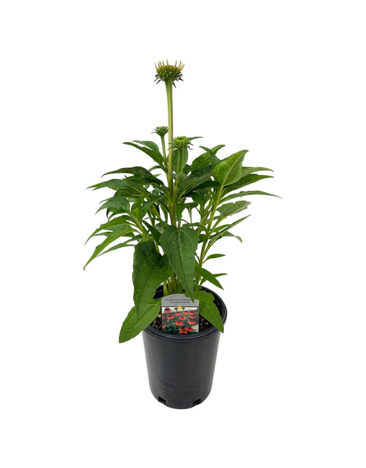 Echinacea 'Sombrero Flamenco Orange' 1 Gallon - The Garden Corner