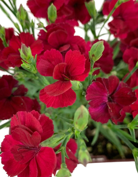 Dianthus 'Delilah Magenta'