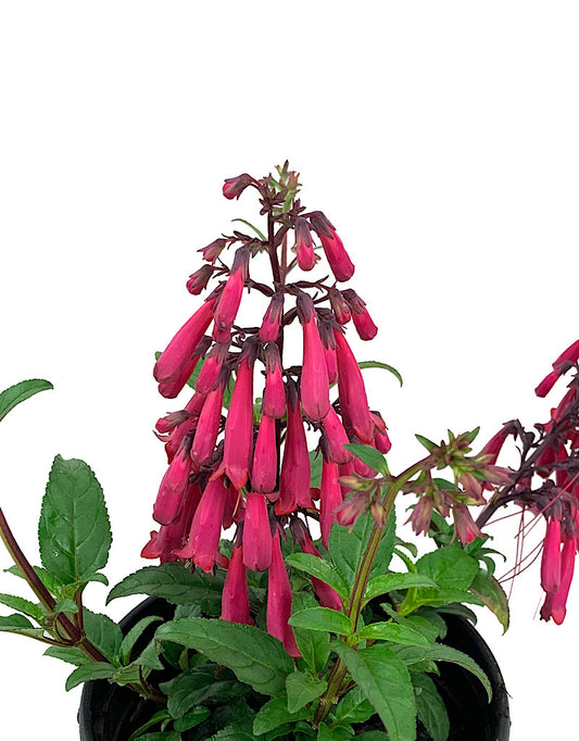 Phygelius 'Funfare Wine' 1 Gallon