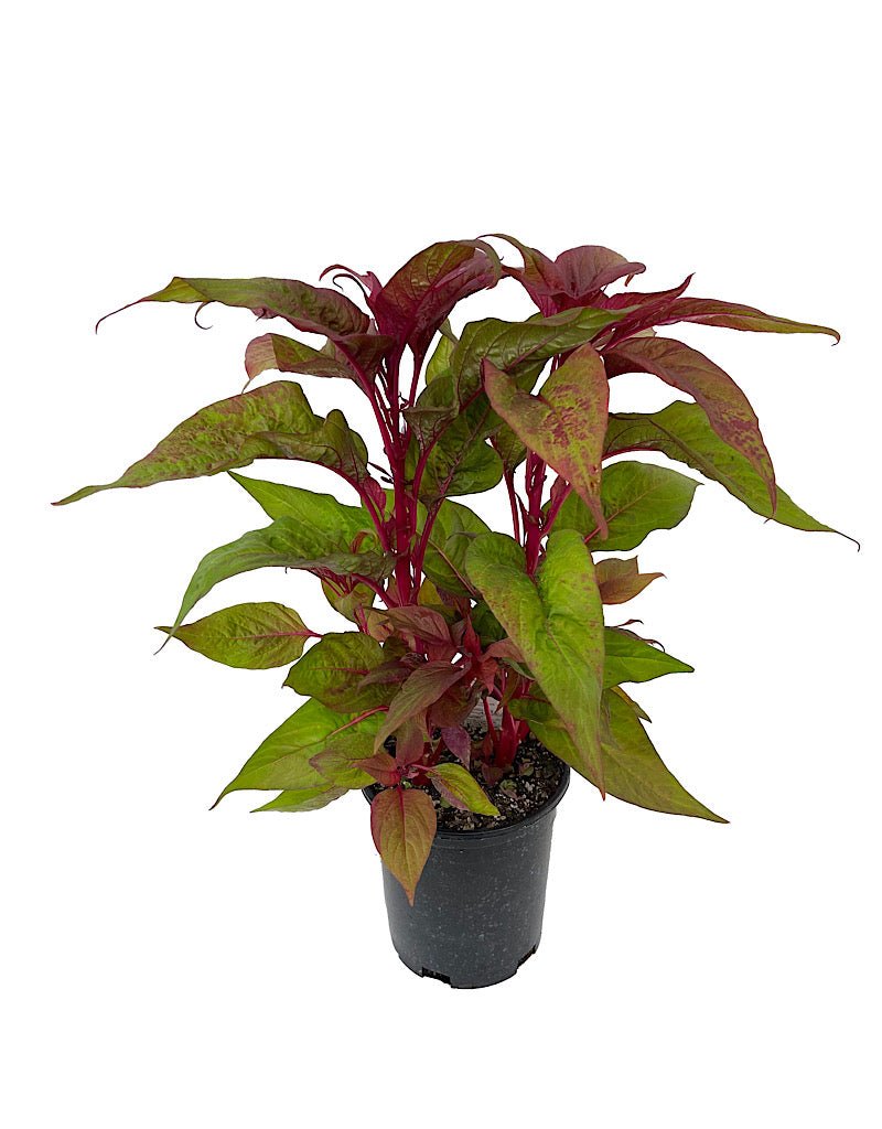Celosia argentea plumosa 'Dragon's Breath' - Annuals