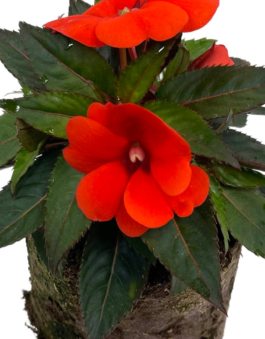Sunpatiens 'Compact Orange' - The Garden Corner