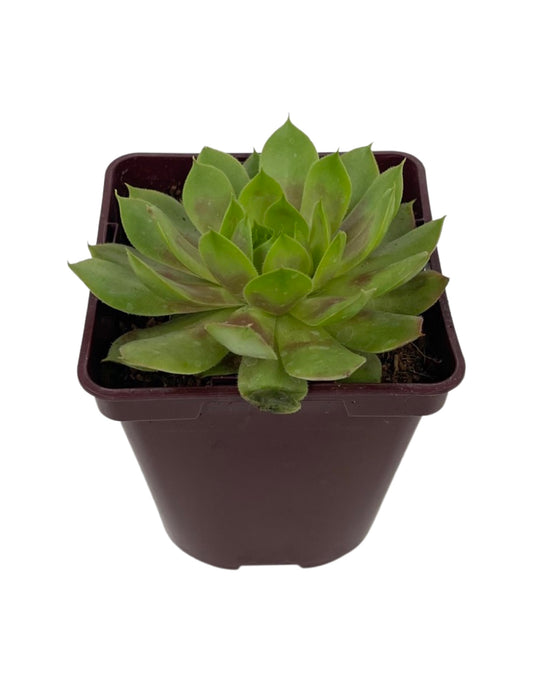Sempervivum 'Jubilee' 4 Inch - The Garden Corner