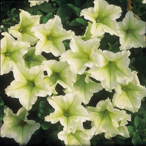 Petunia 'Surfinia Lime'
