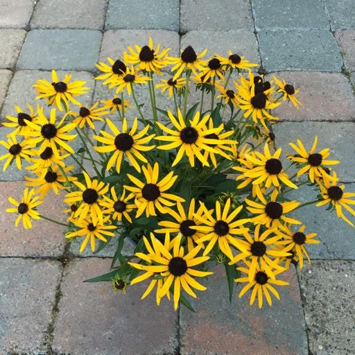 Rudbeckia 'Little Goldstar' - Perennials
