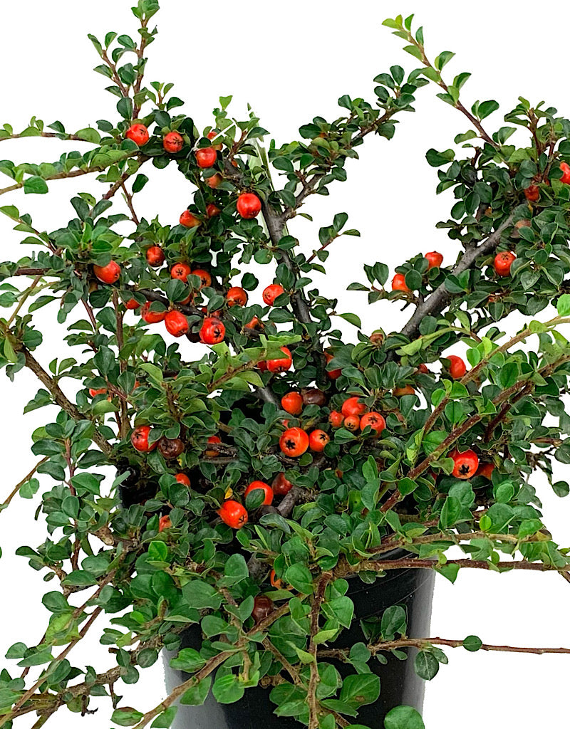 Cotoneaster apiculatus 'Cranberry' 1 Gallon