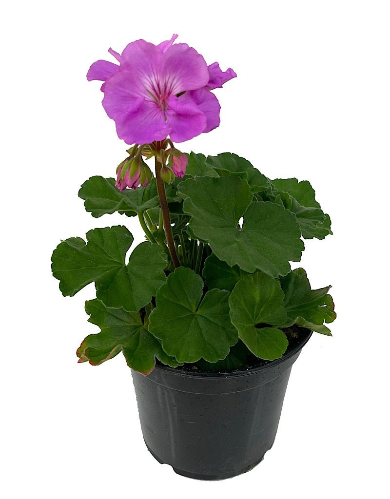 Geranium Zonal 'Moonlight Lavender Evolution' – The Garden Corner