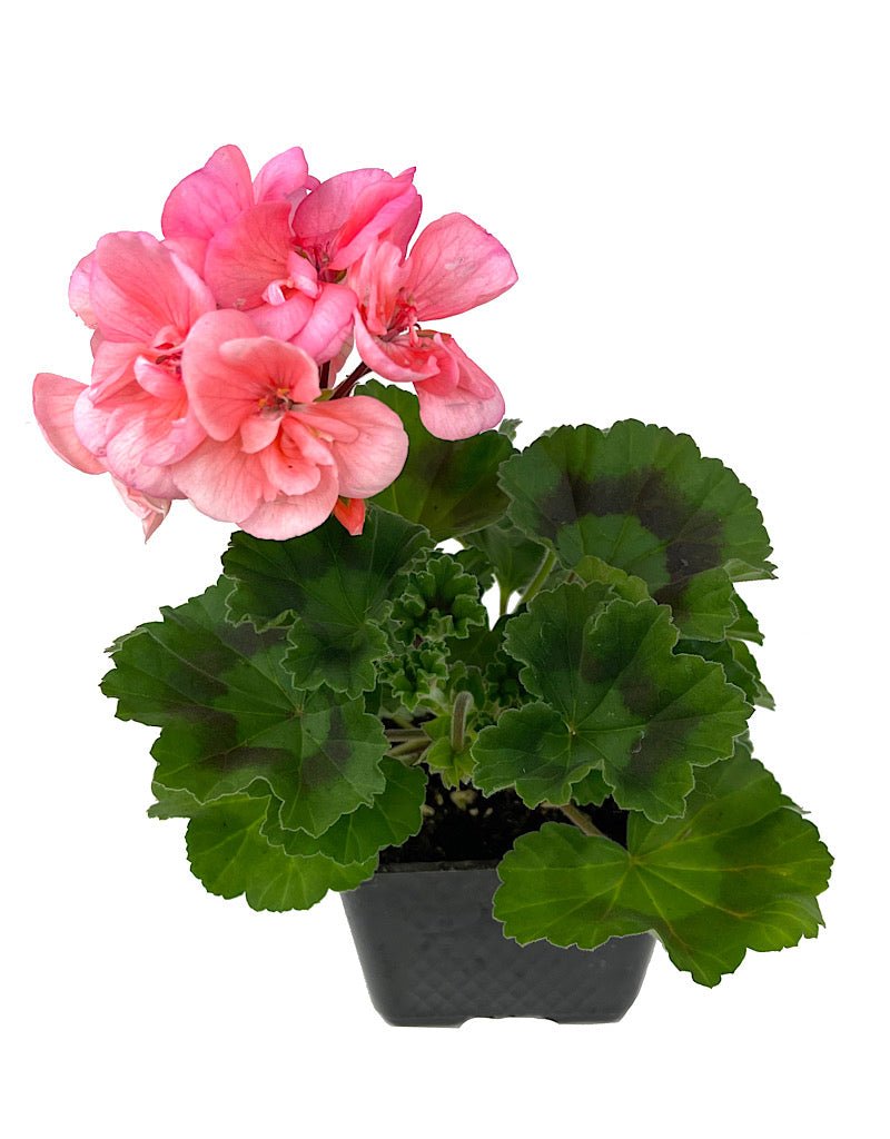 Geranium Zonal 'Tango Salmon' – The Garden Corner