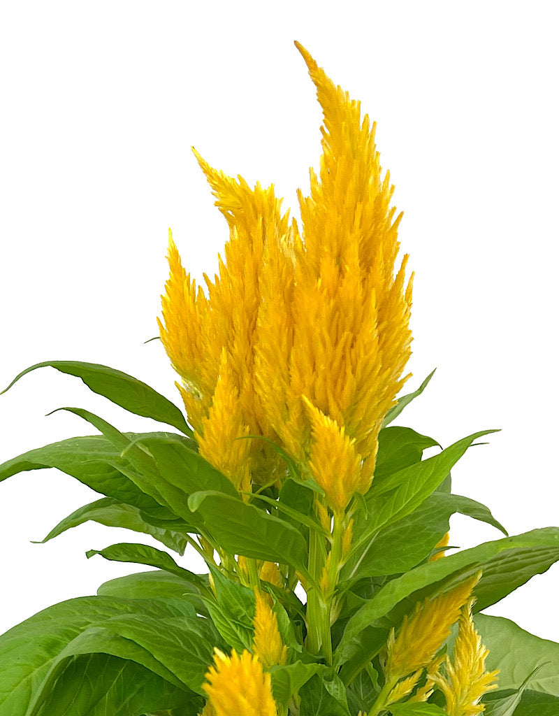 Celosia 'First Flame Yellow' 1 Gallon
