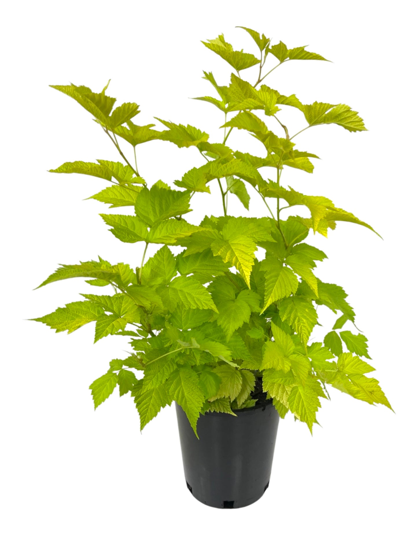 Rubus spectabilis 'Golden Ruby'