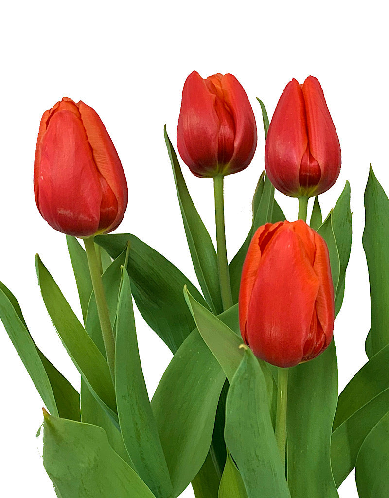 Tulip Red 6 inch
