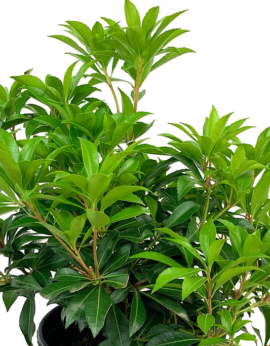 Pieris japonica 'River Nymph' 1 Gallon