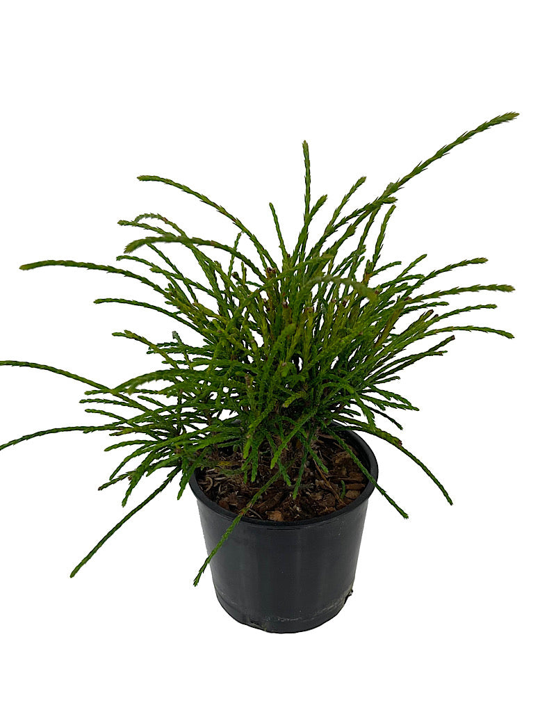 Thuja plicata 'Whipcord' - Shrubs