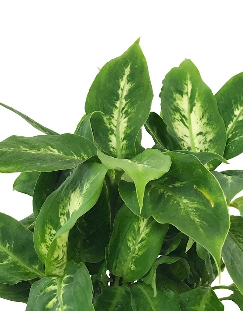 dieffenbachia compacta perfecta Dieffenbachia 'Perfecta Compacta' – The Garden Corner