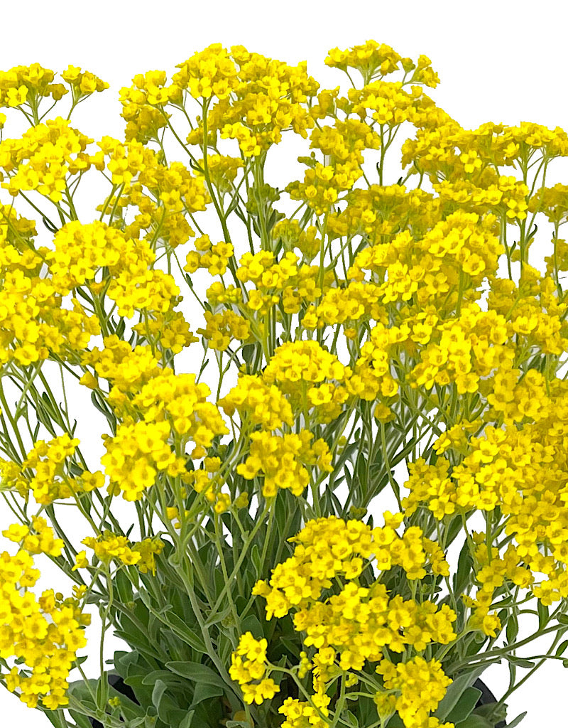 Aurinia 'Basket of Gold Alyssum' 1 Gallon