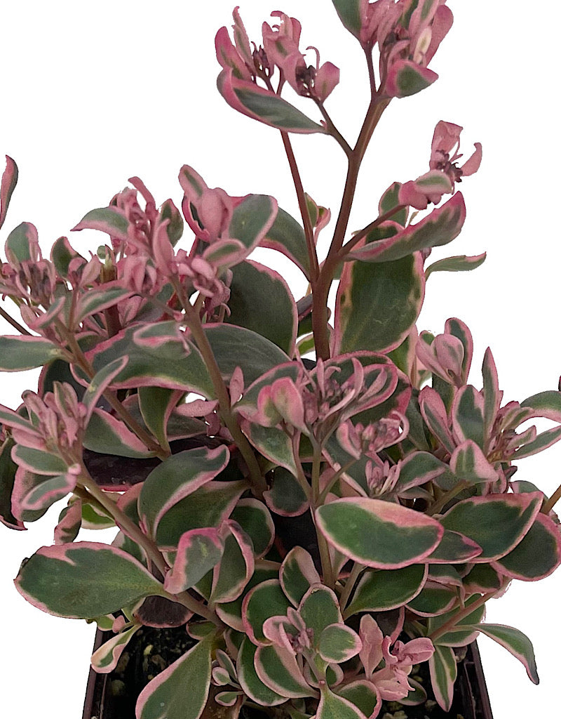 Sedum 'Dream Dazzler'