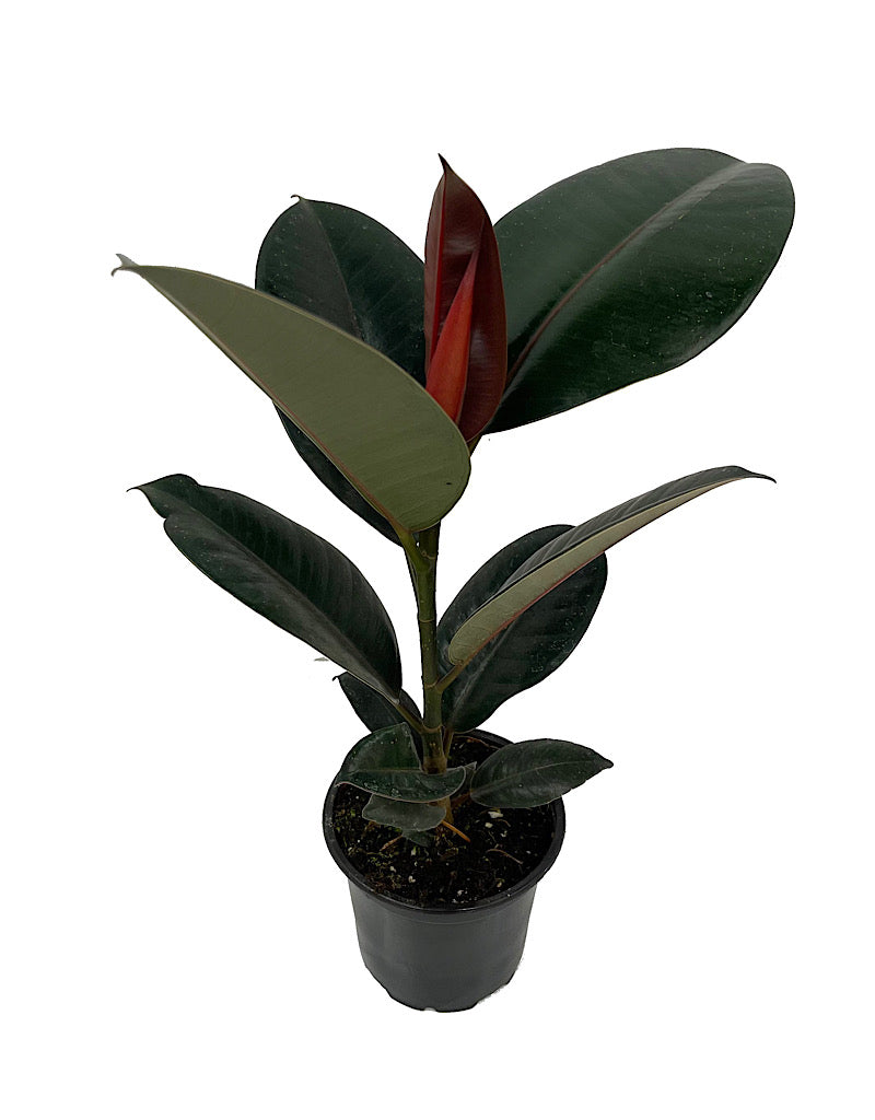 Ficus elastica 'Burgundy'