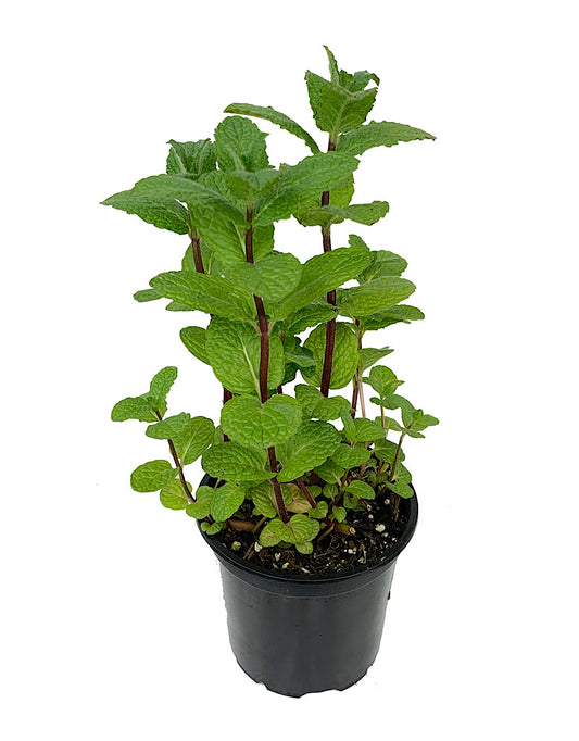 Mint 'Mojito'