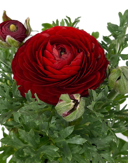 Ranunculus asiaticus 'Sprinkles Red' 4 Inch