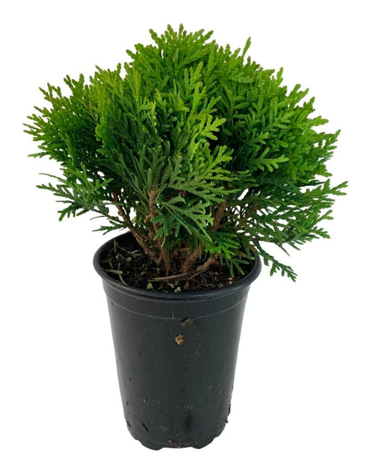 Thuja occidentalis 'Danica' - The Garden Corner
