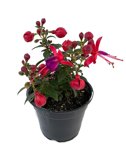 Fuchsia 'Aretes Jollies Nantes' 4 Inch - The Garden Corner