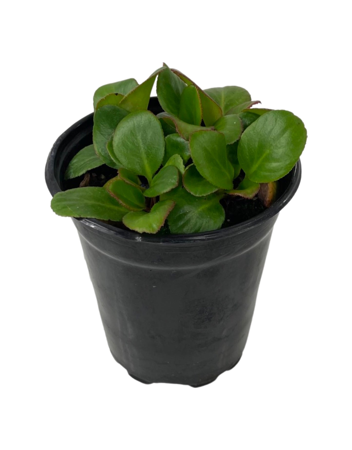 Bergenia 'Bach'