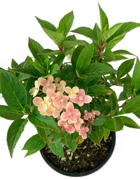 Hydrangea paniculata 'Early Evolution' - The Garden Corner