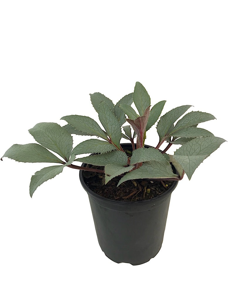 Helleborus 'Silver Veil'