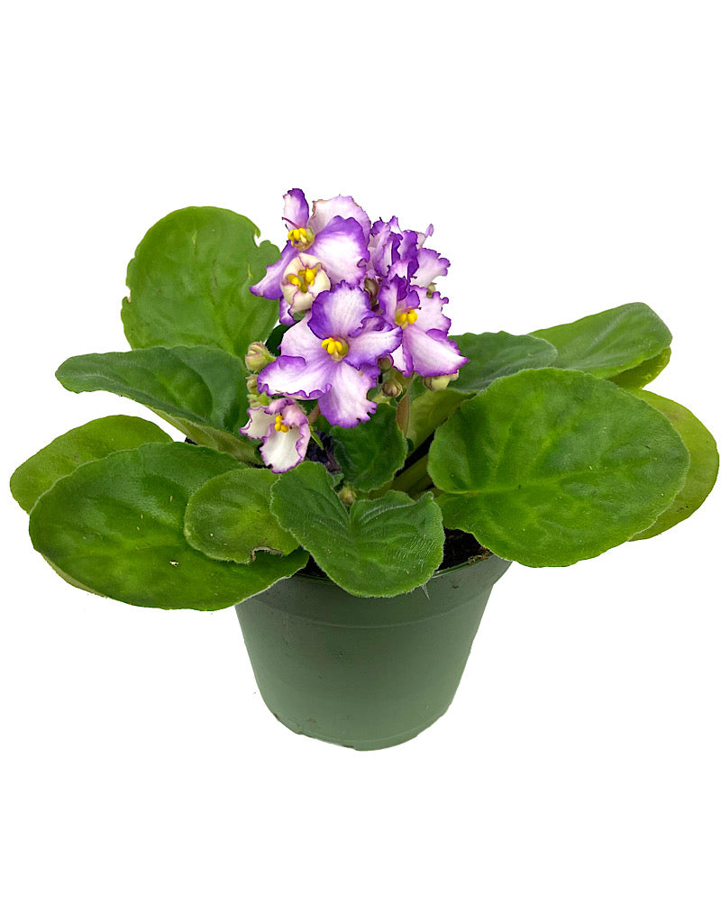 Saintpaulia ionantha