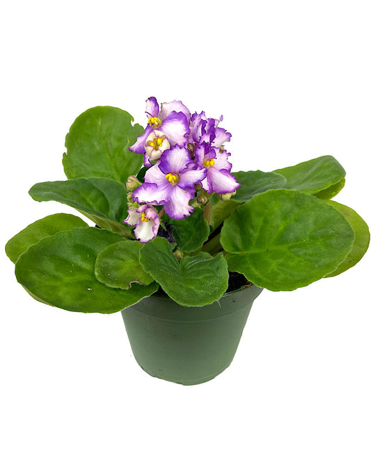 Saintpaulia ionantha