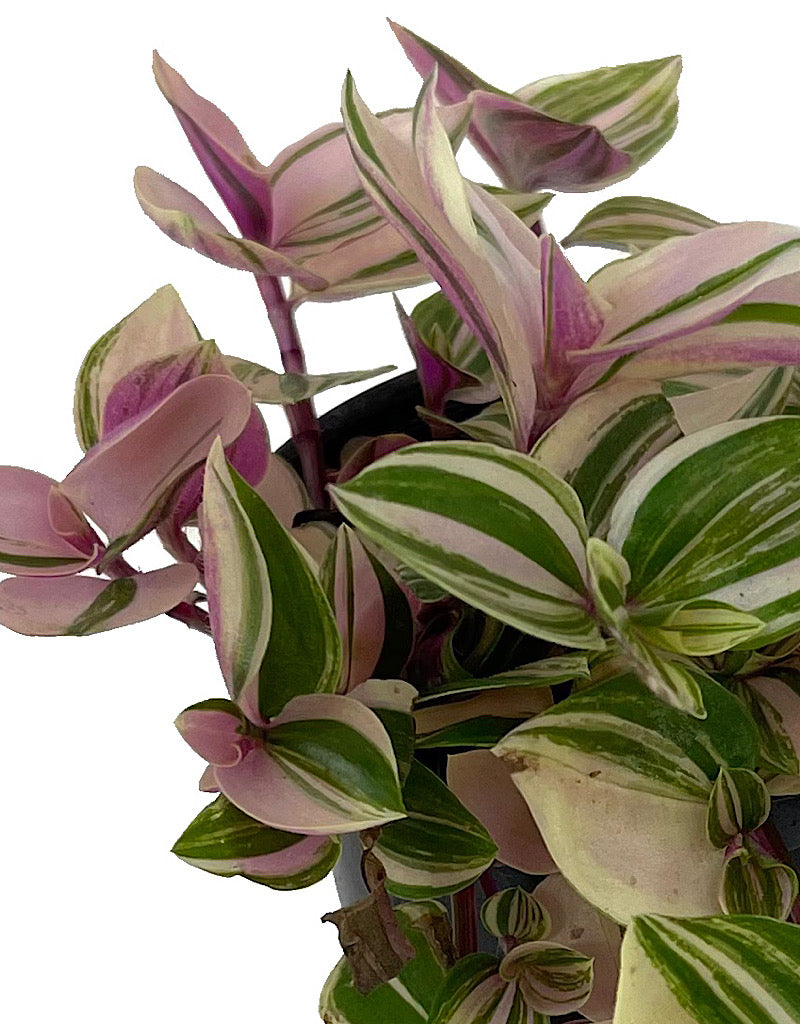 Tradescantia tricolor 'Pink Princess'