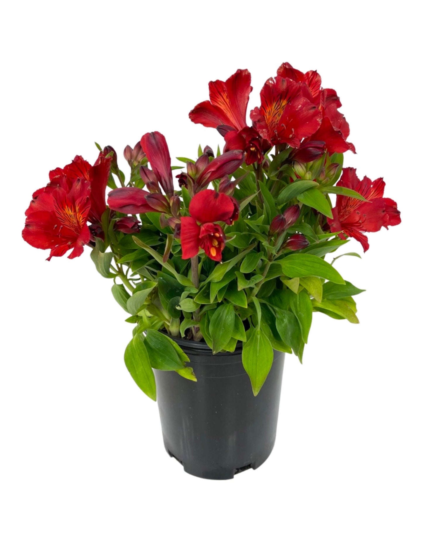 alstroemeria pot plant Alstroemeria 'Inca Fire' – The Garden Corner