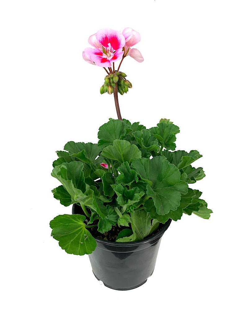 Geranium Presto Geranium Zonal 'Presto Pink Sizzle' – The Garden Corner