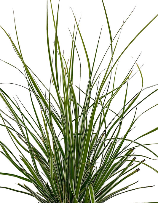 Carex 'Everest' 4 Inch
