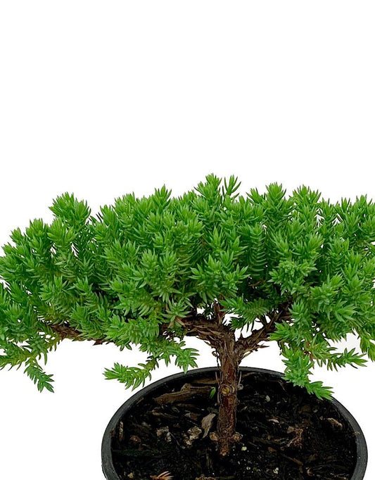 Juniperus p. 'Nana' Bonsai 4 inch - The Garden Corner
