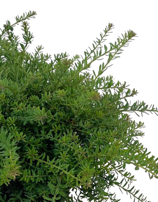 Podocarpus lawrencei 'Blue Gem'
