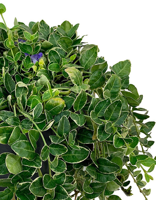 Vinca minor 'Ralph Shugert'