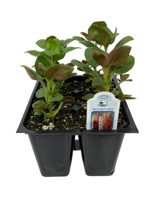 Snapdragon 'Rocket Mix' Jumbo Traypack - The Garden Corner