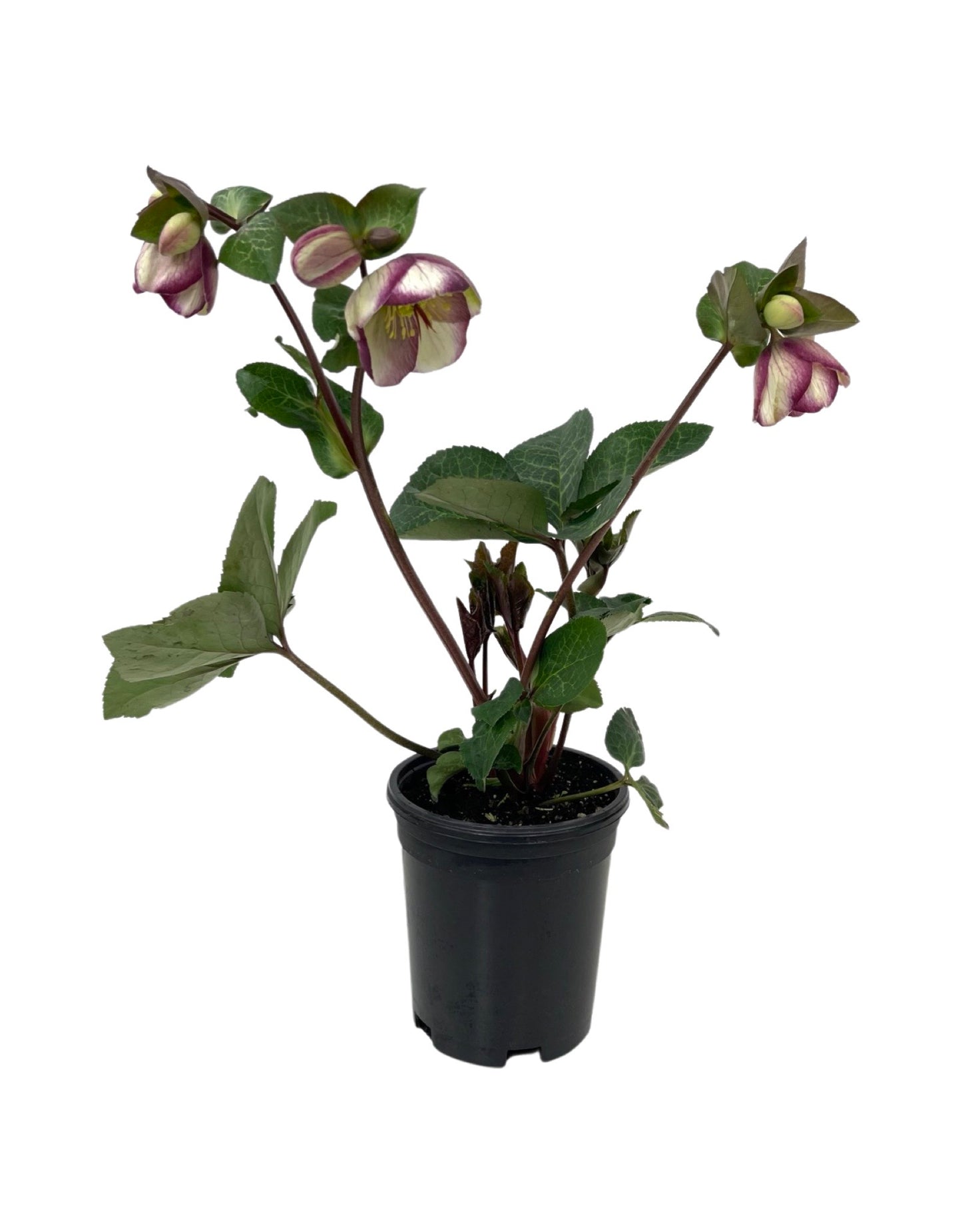 Helleborus Frostkiss® 'Glenda's Gloss'