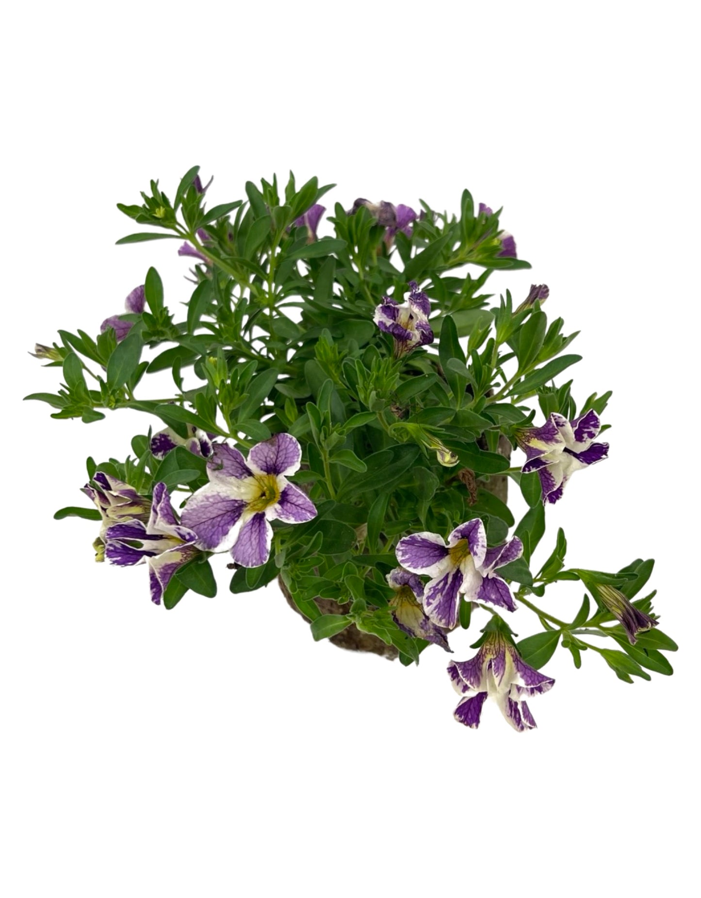Calibrachoa 'Candyshop Grape Splash'