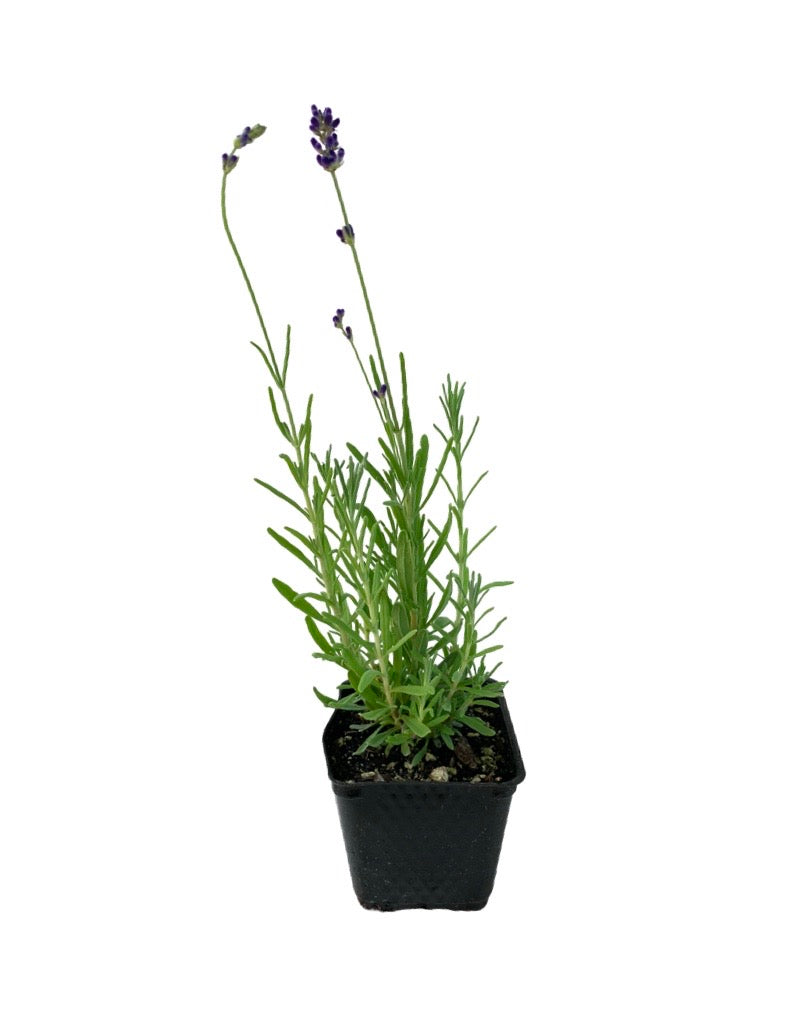 Lavandula angustifolia  'Hidcote Blue'