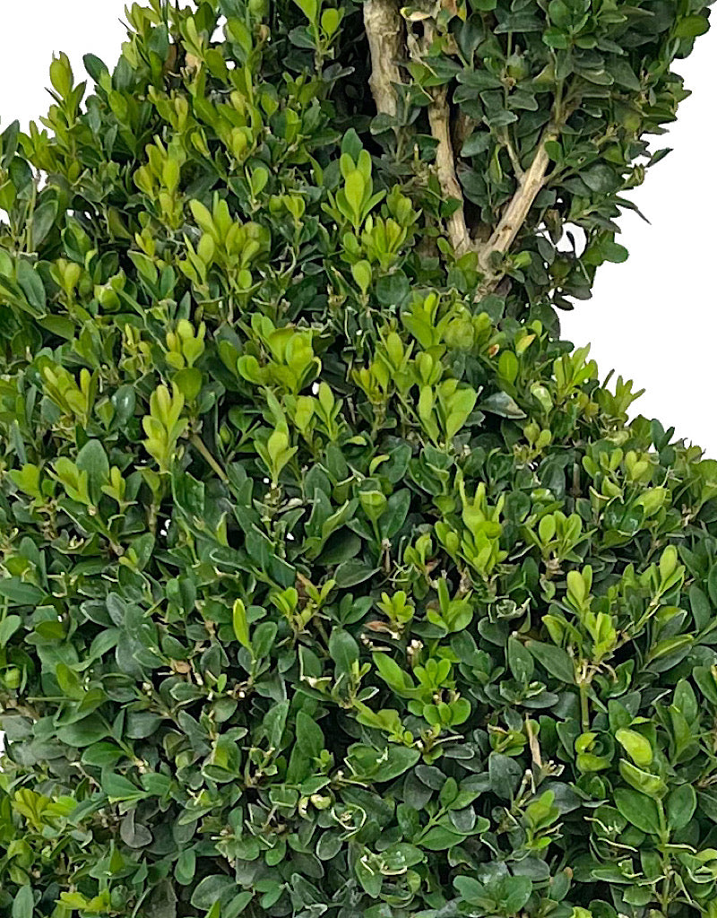 Buxus sempervirens Spiral Topiary