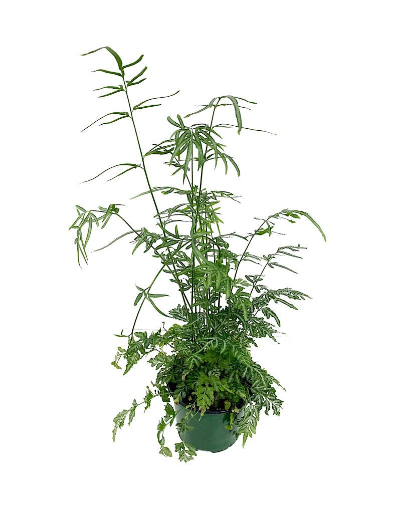 Pteris ensiformis 'Evergemiensis' - House Plants