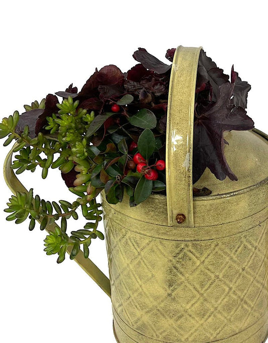 GC Exclusive 1 - The Garden Corner