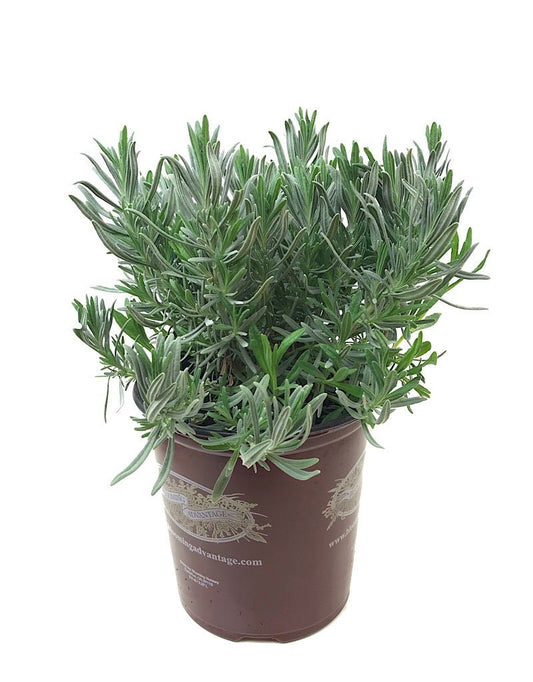 Lavandula 'Impress Purple' 1 Gallon - The Garden Corner