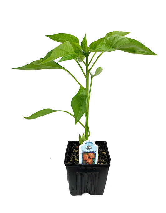 Pepper 'Orange Blaze'