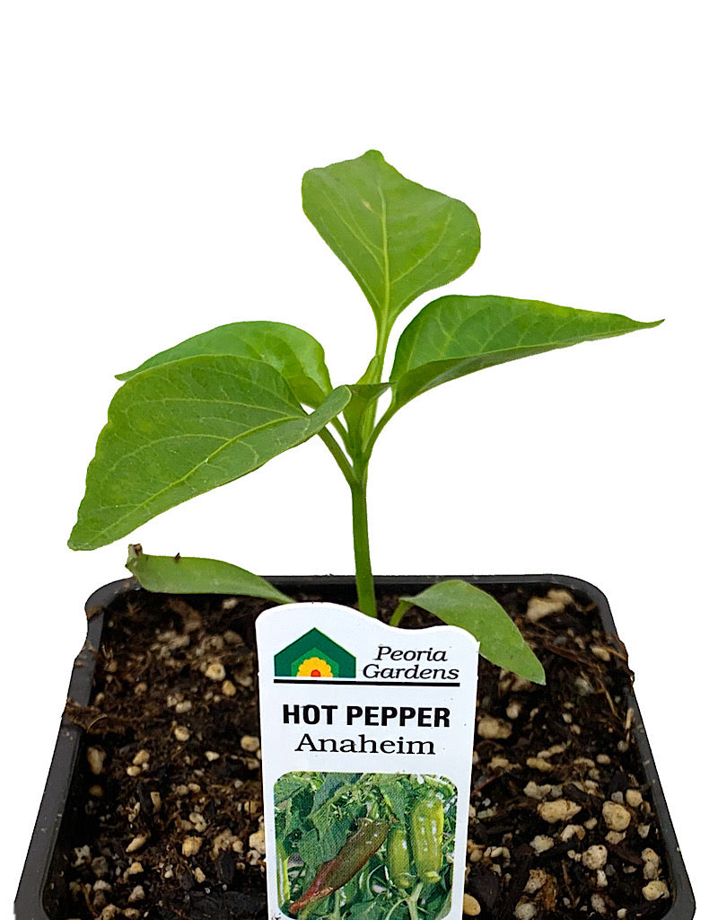 Pepper 'Anaheim'