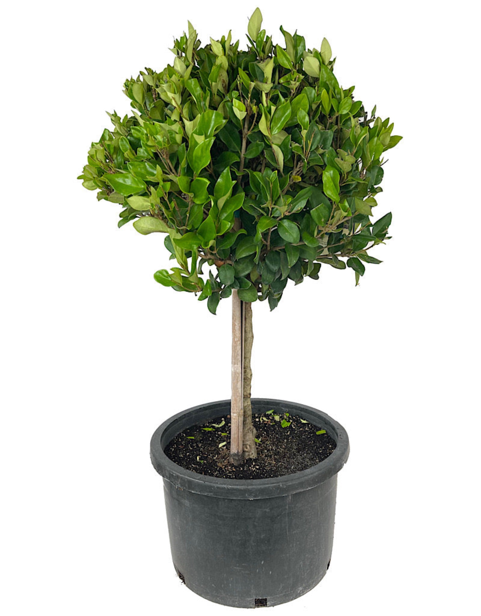 Ligustrum japonicum 'Texanum' Patio Tree - Shrubs