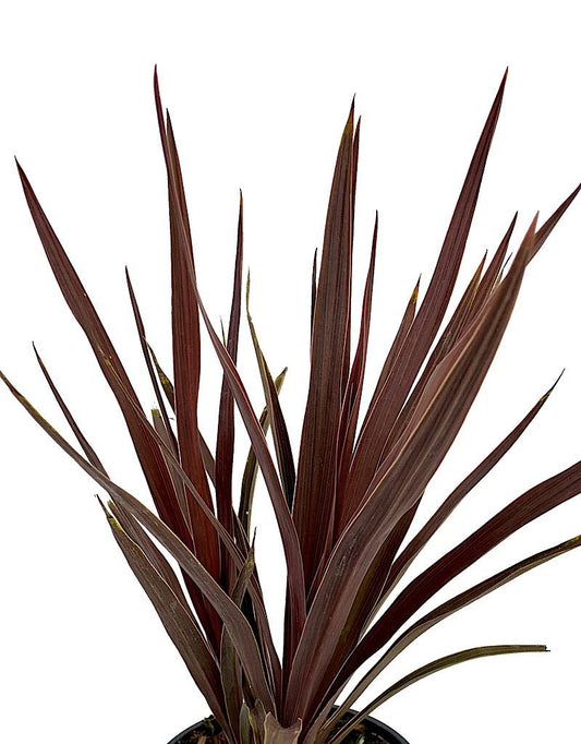 Cordyline australis 'Red Star' - The Garden Corner