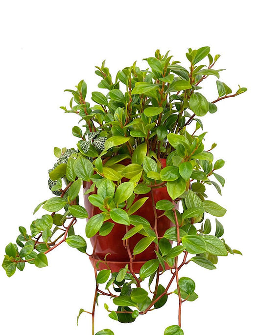 GC Exclusive 9 - The Garden Corner