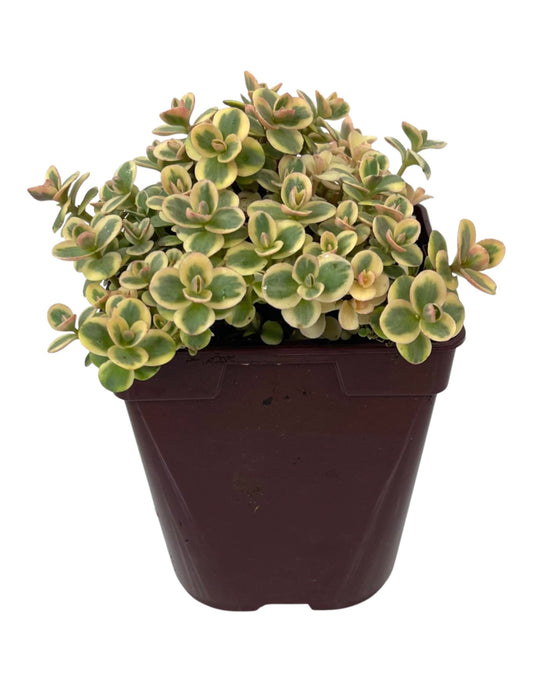 Sedum 'Lime Twister' - The Garden Corner